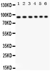 1 - Anti-STAT3 Picoband Antibody ABO12199