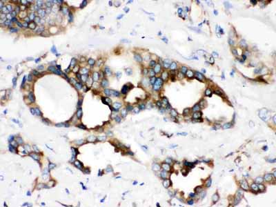 2 - Anti-TMEM173 Picoband Antibody ABO12201