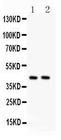 1 - Anti-TMEM173 Picoband Antibody ABO12201