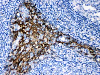 2 - Anti-TRAF2 Picoband Antibody ABO12204