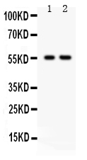 1 - Anti-TRAF2 Picoband Antibody ABO12204
