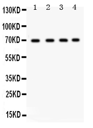 1 - Anti-Ku70 Picoband Antibody ABO12207