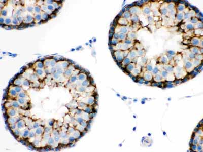 2 - Anti-BAG2 Picoband Antibody ABO12211