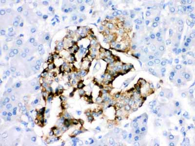 2 - Anti-BAG2 Picoband Antibody ABO12211