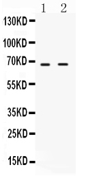 1 - Anti-cIAP2 Picoband Antibody ABO12214