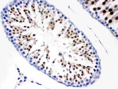2 - Anti-Cdc6 Picoband Antibody ABO12218