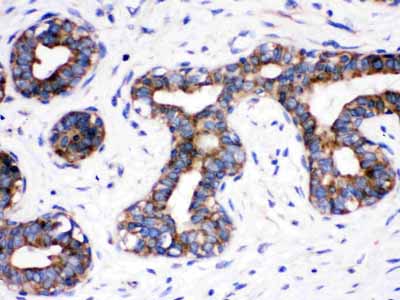 2 - Anti-Cdc6 Picoband Antibody ABO12218