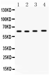 1 - Anti-Cdc6 Picoband Antibody ABO12218