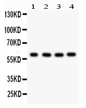 1 - Anti-HRPT2 Picoband Antibody ABO12219