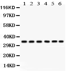 1 - Anti-CDK1 Picoband Antibody ABO12220