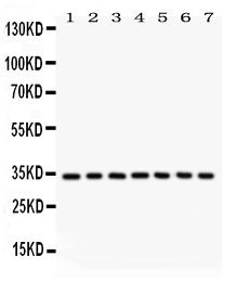 1 - Anti-Cdk2 Picoband Antibody ABO12221