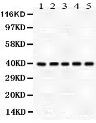 1 - Anti-Cdk7 Picoband Antibody ABO12223