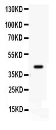 1 - Anti-Cdk9 Picoband Antibody ABO12224