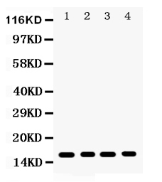 1 - Anti-CENPA Picoband Antibody ABO12225