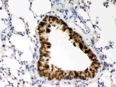 2 - Anti-COMT Picoband Antibody ABO12226