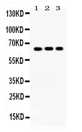 1 - Anti-Cryptochrome I Picoband Antibody ABO12227