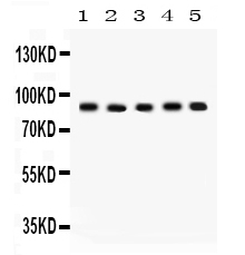 1 - Anti-Cullin 1 Picoband Antibody ABO12229