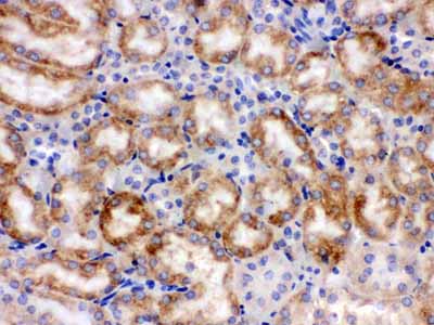 2 - Anti-CYP1A1 Picoband Antibody ABO12231