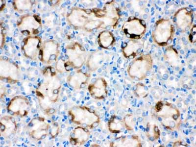 2 - Anti-CYP1A1 Picoband Antibody ABO12231