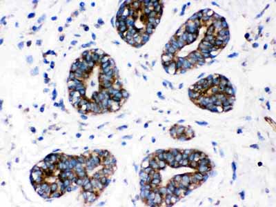 2 - Anti-CYP1A1 Picoband Antibody ABO12231