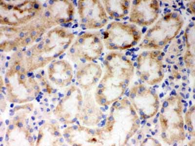 2 - Anti-CYP1A1 Picoband Antibody ABO12231
