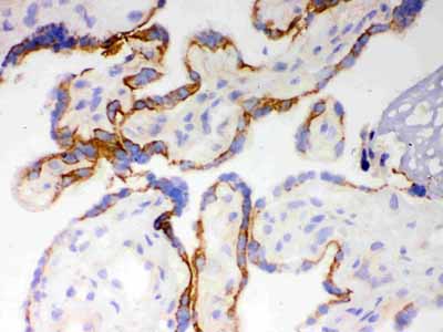 2 - Anti-CYP1A1 Picoband Antibody ABO12231