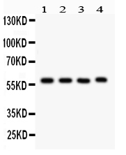 1 - Anti-CYP1A1 Picoband Antibody ABO12231