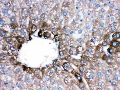 2 - Anti-CYP1A2 Picoband Antibody ABO12232