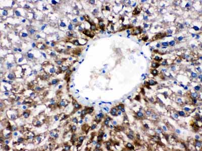 2 - Anti-CYP1A2 Picoband Antibody ABO12232