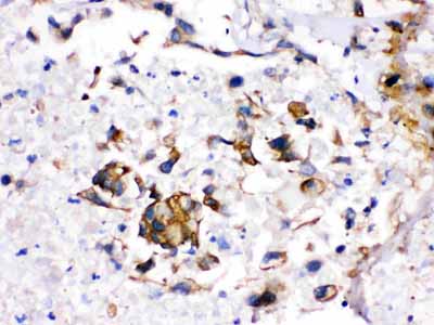 2 - Anti-CYP1A2 Picoband Antibody ABO12232
