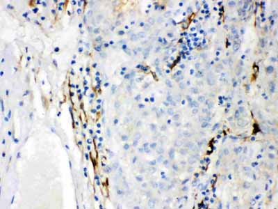 2 - Anti-CYP1B1 Picoband Antibody ABO12233