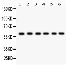 1 - Anti-CYP24A1 Picoband Antibody ABO12234