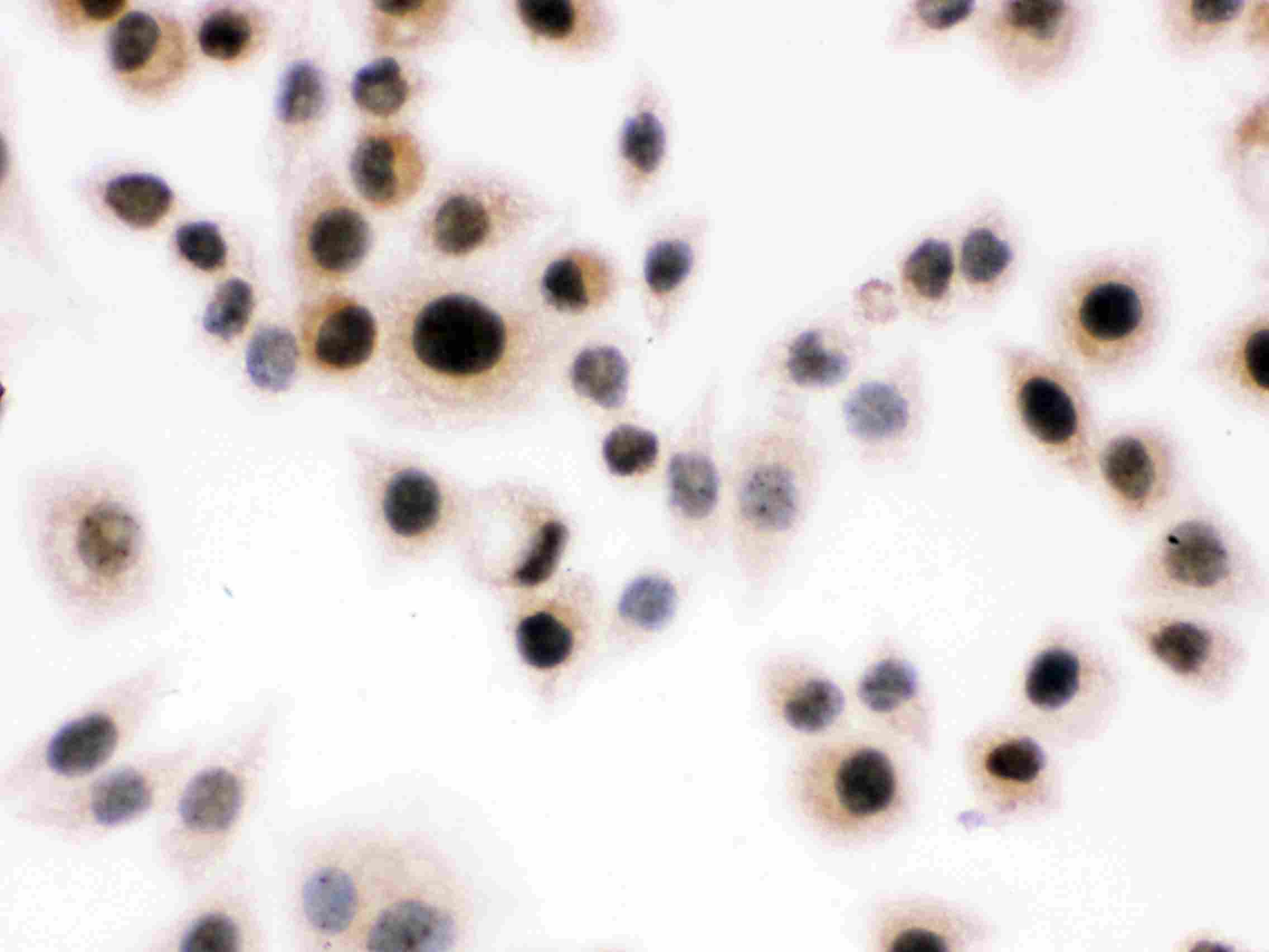 8 - Anti-Daxx Picoband Antibody ABO12237