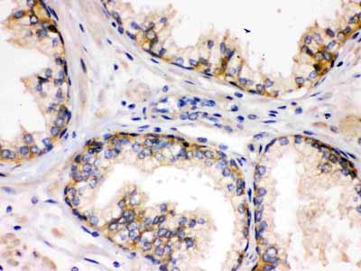 2 - Anti-SAP97 Picoband Antibody ABO12239