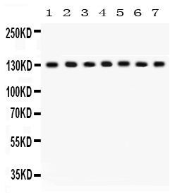 1 - Anti-SAP97 Picoband Antibody ABO12239