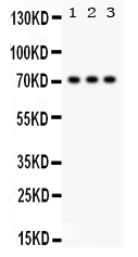 1 - Anti-SP2 Picoband Antibody ABO12244