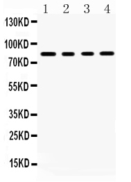 1 - Anti-SP4 Picoband Antibody ABO12245