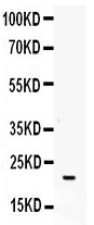 1 - Anti-G-CSF Picoband Antibody ABO12250
