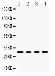 1 - Anti-BAFF Picoband Antibody ABO12253