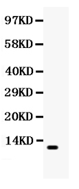 1 - Anti-MCP-1 Antibody ABO12256