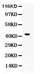 1 - Anti-Cdc37 Picoband Antibody ABO12260