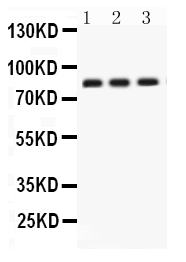 1 - Anti-Clusterin Antibody ABO12261