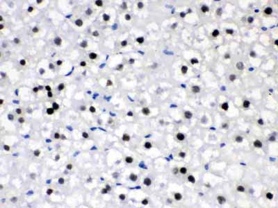 2 - Anti-CRY2 Picoband Antibody ABO12262