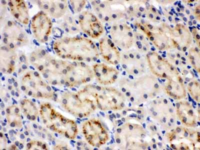 2 - Anti-CRY2 Picoband Antibody ABO12262