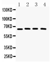 1 - Anti-CRY2 Picoband Antibody ABO12262