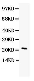 1 - Anti-G-CSF Picoband Antibody ABO12263