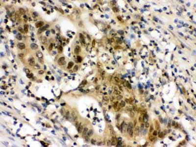 2 - Anti-EIF6 Picoband Antibody ABO12268