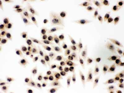 2 - Anti-EIF6 Picoband Antibody ABO12268