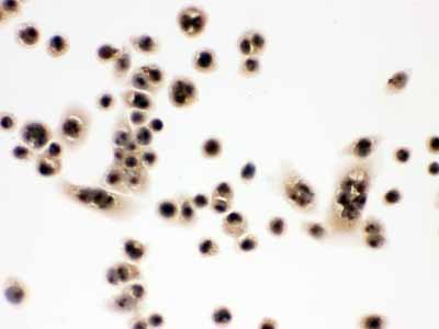 2 - Anti-EIF6 Picoband Antibody ABO12268