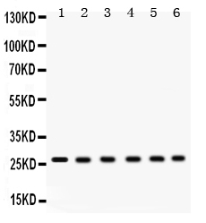 1 - Anti-EIF6 Picoband Antibody ABO12268